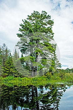 Majestic Pine Tree At The River`s Edge