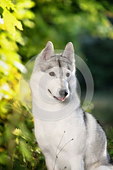 Majestic portrait of grey black purebread husky photo