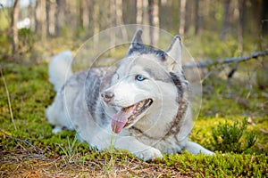 Majestic portrait of grey black purebread husky dog lying on green grass.One siberian husky dog lying on the ground. Pet photo