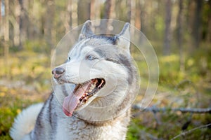 Majestic portrait of grey black purebread husky dog lying on green grass.Siberian husky dog with blue eyes stands and photo