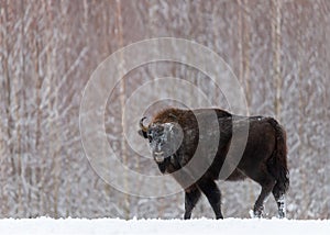 Majestuosamente fuerte un adulto diente bisonte en el invierno Bielorrusia. Salvaje madera diente toro masculino. animales y plantas escena 
