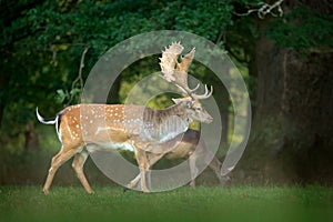 Majestic powerful adult Fallow Deer, Dama dama, on the gree grassy meadow with forest, Czech Republic, Europe. Wildlife scene from