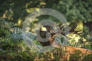 Majestic powerful red deer stag Cervus Elaphus in forest landsca