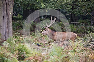 Majestic powerful red deer stag Cervus Elaphus in forest landscape during rut season in Autumn Fall