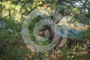 Majestic powerful red deer stag Cervus Elaphus in forest landscape during rut season in Autumn Fall