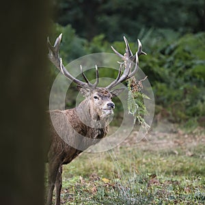 Majestic powerful red deer stag Cervus Elaphus in forest landscape during rut season in Autumn Fall