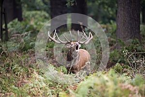 Majestic powerful red deer stag Cervus Elaphus in forest landscape during rut season in Autumn Fall