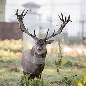 Majestic powerful red deer stag Cervus Elaphus in forest landscape during rut season in Autumn Fall