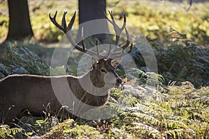 Majestic powerful red deer stag Cervus Elaphus in forest landscape during rut season in Autumn Fall