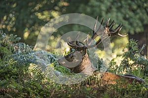 Majestic powerful red deer stag Cervus Elaphus in forest landscape during rut season in Autumn Fall