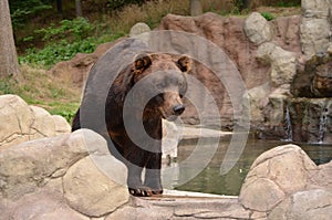 Majestic predator brown bear