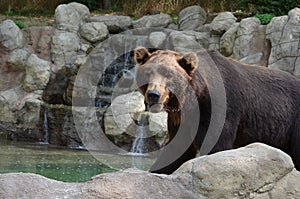 Majestic predator brown bear