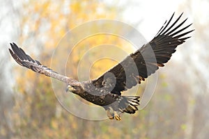 Majestic predator White-tailed eagle, Haliaeetus albicilla in Poland wild nature