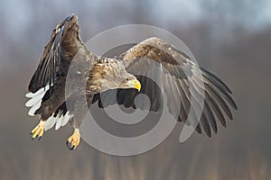 Majestic predator White-tailed eagle, Haliaeetus albicilla in Poland wild nature