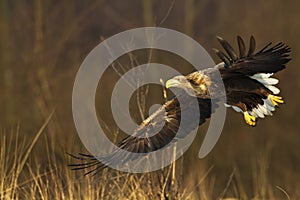 Majestic predator White-tailed eagle, Haliaeetus albicilla in Poland wild nature