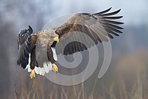 Majestic predator White-tailed eagle, Haliaeetus albicilla in Poland wild nature