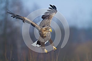 Majestic predator White-tailed eagle, Haliaeetus albicilla in Poland wild nature