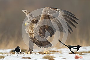 Majestic predator White-tailed eagle, Haliaeetus albicilla in Poland wild nature