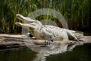 Majestic prehistoric vibe captured as a big crocodile basks idly