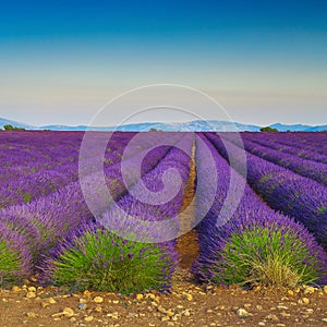 Majestic purple lavender plantation and countryside scenery, Valensole, France