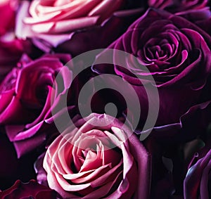Majestic Purple Roses