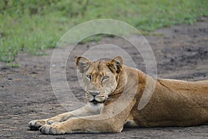 Majestic Queen: Close-Up of a Female Lion's Splendor in Uganda