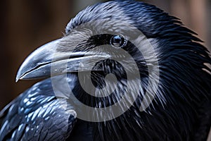 Majestic Raven closeup corvus. Generate Ai