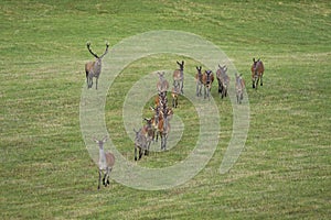 Majestic red deer following group of hinds on field in autumn.