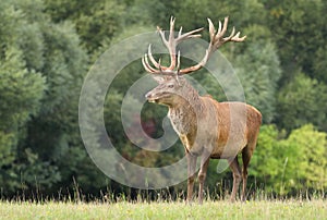 Majestic red deer male during rut