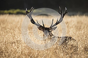 Majestic red deer stag cervus elaphus bellowing in open grasss f