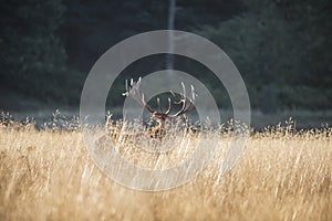 Majestic red deer stag cervus elaphus bellowing in open grasss f