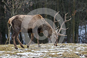 Majestic red deer stag in forest. Animal in nature habitat
