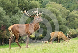 Majestic red deer stag during rut