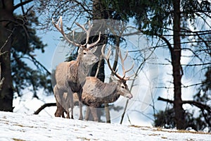 Majestic red deer standing on snow in winter nature