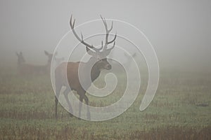 Majestic red deer walking on meadow in morning mist.