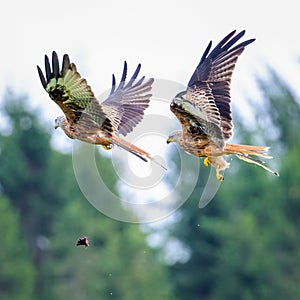 Majestic red kites soaring through the sky in perfect unison, their wings outstretched
