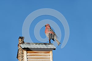 Majestic red pine gros beak