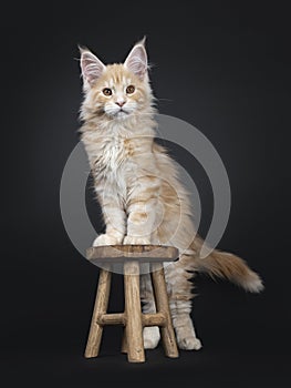 Majestic red silver Maine Coon cat kitten on black