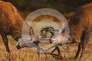 Majestic red stags with large antlers fight and lock antlers during the deer rut