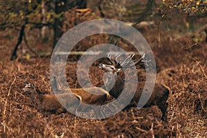 Majestic red stags with large antlers guarding over his conquests during the deer rut