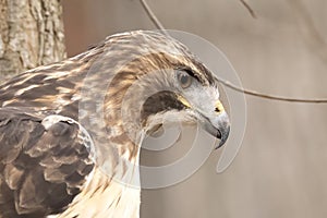 Majestic red Tailed Hawk