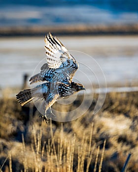 Majestic Red-Tailed Hawk is captured in flight against a clear blue sky, its wings outstretched