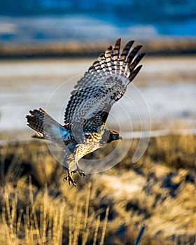 Majestic Red-Tailed Hawk is captured in flight against a clear blue sky, its wings outstretched