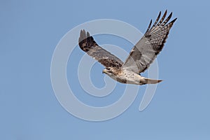 Majestic Red-tailed Hawk In Flight