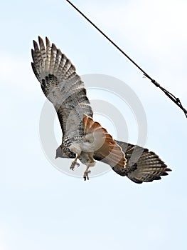 Majestic Red Tailed Hawk soars across a majestic sky, between two power lines and wires