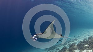 Majestic reef manta with attendant cleaner fish photo
