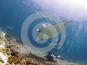 Majestic reef manta photo