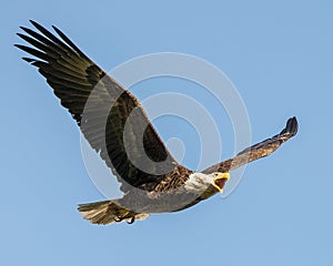 Majestic, regal, bald eagle in a park in New Jersey soaring high in the blue sky