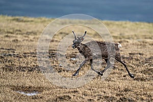 Majestic reindeer in Mountains running With smal antlers
