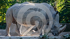 Majestic Rhino: Morning Light Shines on Captive Rhino in Sofia Zoo